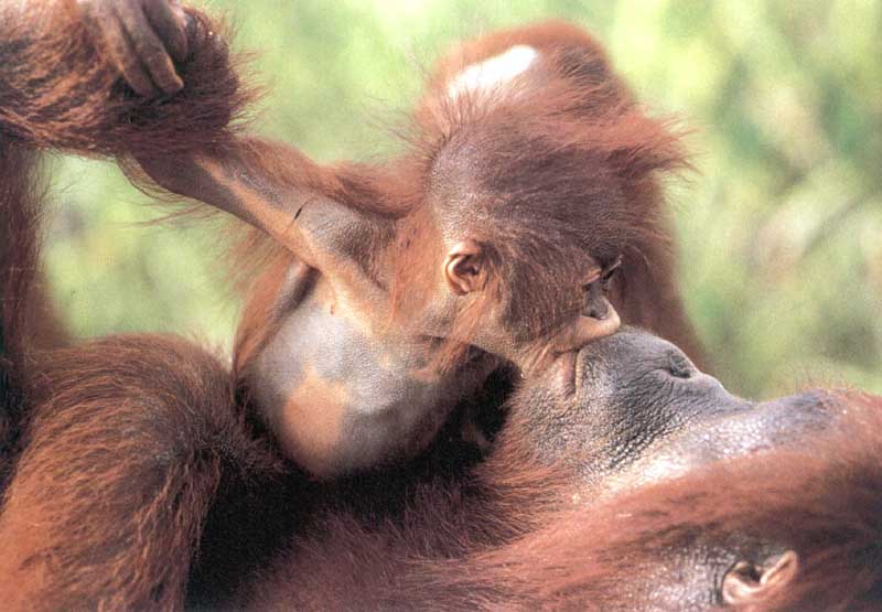 picture of orang-utan kissing mother