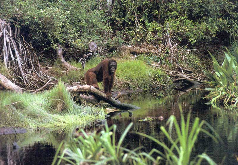 picture of  orang-utan by river