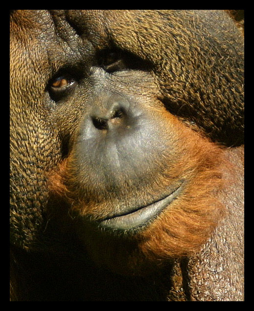 close-up photo of a  orang-utan