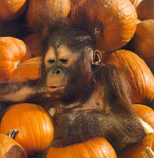 photograph of a baby orang-utan