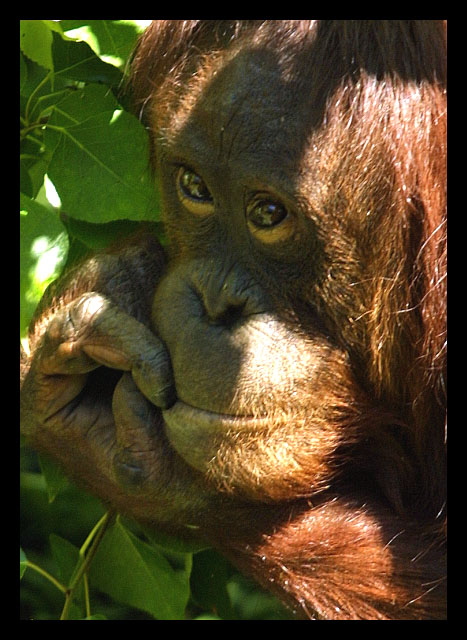 picture orang-utan sucking thumb