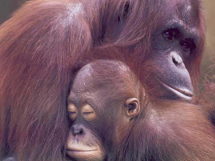 photograph of orang-utans