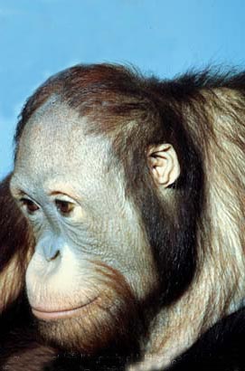 photograph of a meditative orang-utan