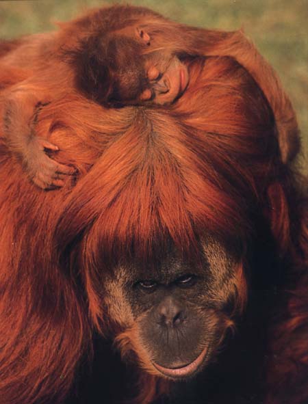 photograph of a orang-utan and baby