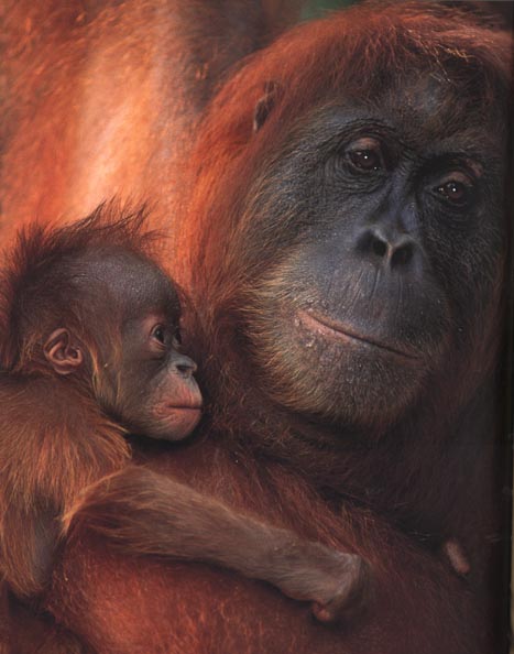 photograph of female orang-utan and her baby