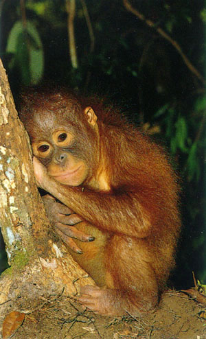 photograph of a young orang-utan