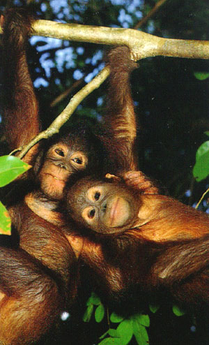 photograph of two young orang-utans