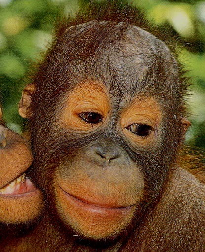photograph of orang-utan friends