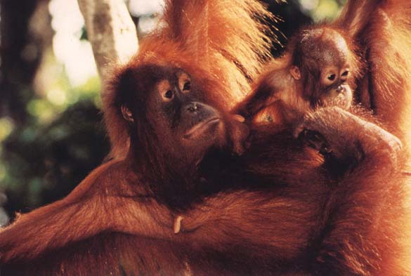 photograph of a  orang-utan and baby