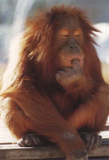 photograph of a philosophical orang-utan