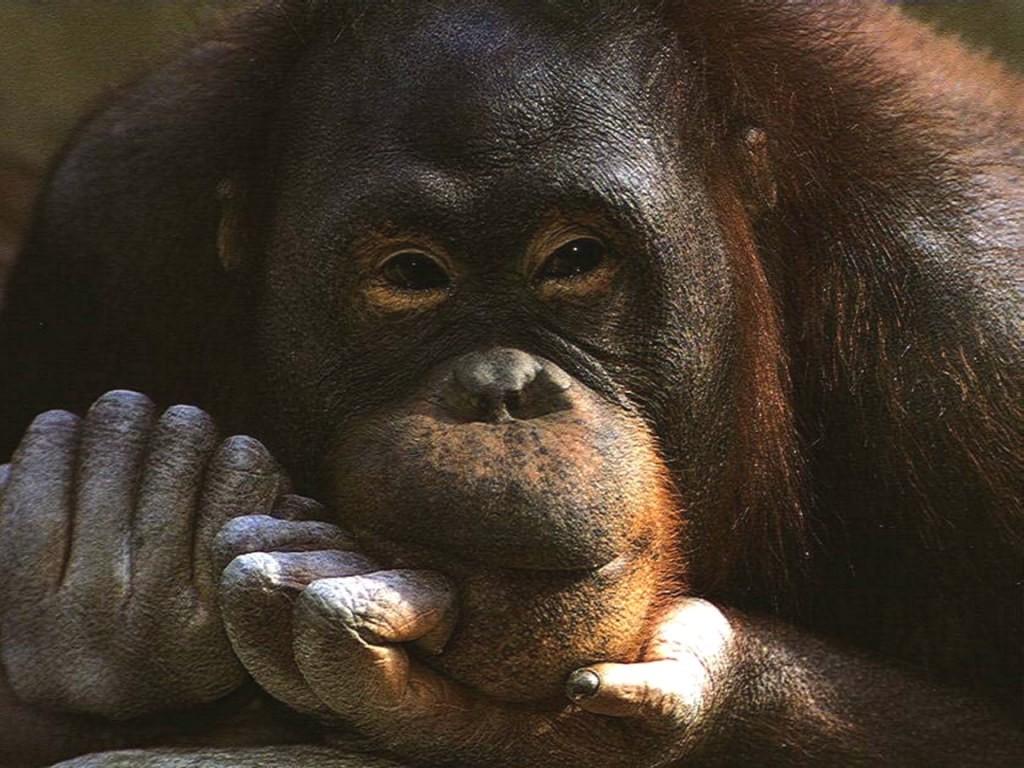 photograph of contemplative orang-utan