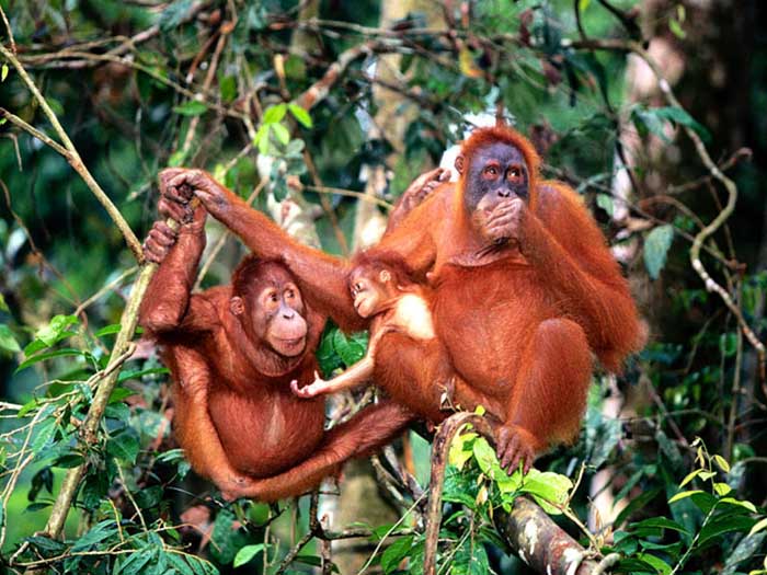 photograph of family of orang-utans