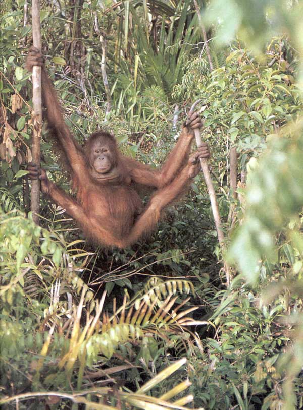 picture of swinging orang-utan