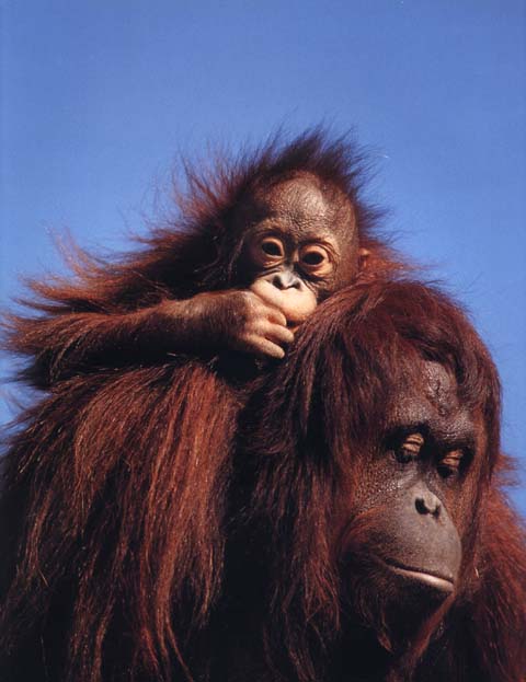 photograph of a orang-utan and sleeping baby