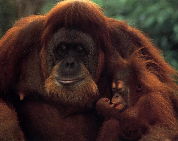 photograph of a orang-utan and sleeping baby