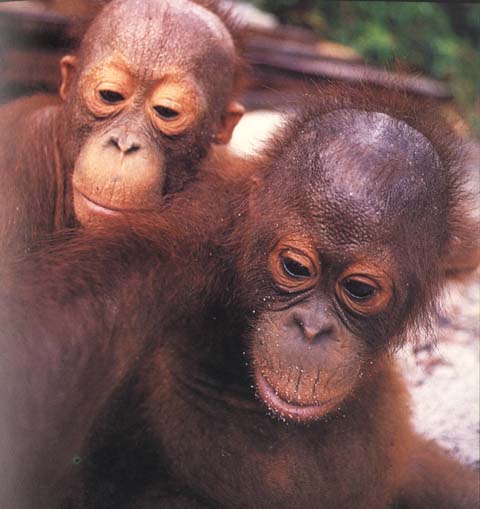 photograph of two young orang-utans