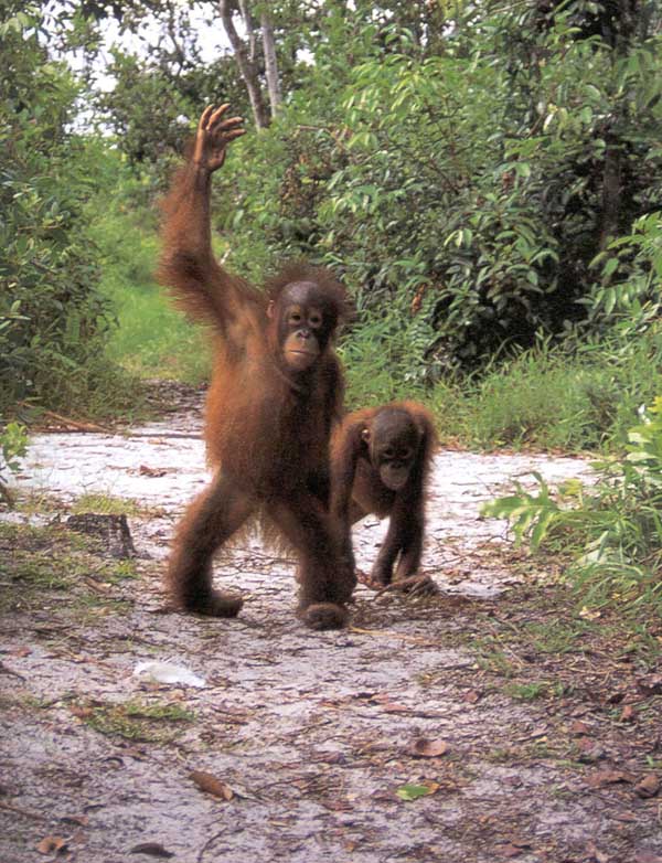 photograph of a orang-utan youngsters