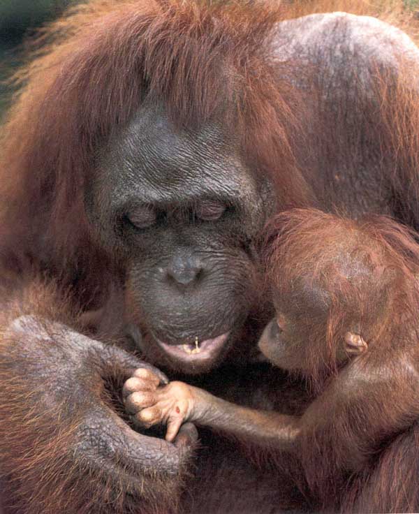 picture of orang-utans sharing food