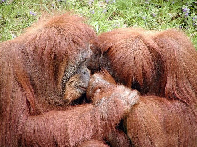 picture of orang-utans kissing