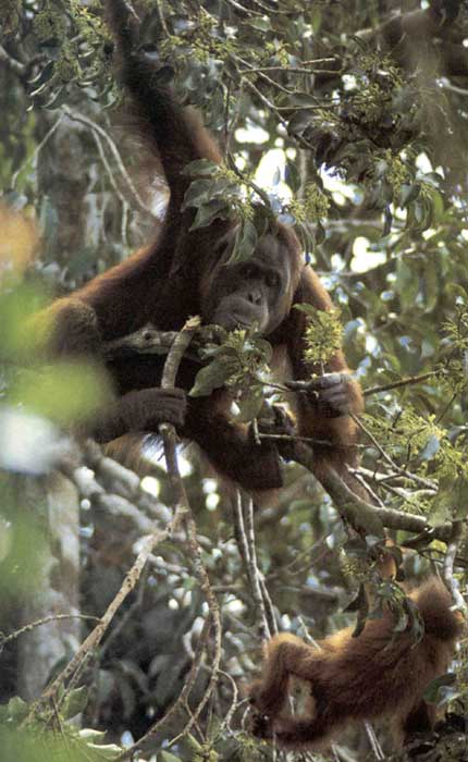 picture of  Bornean orang-utans