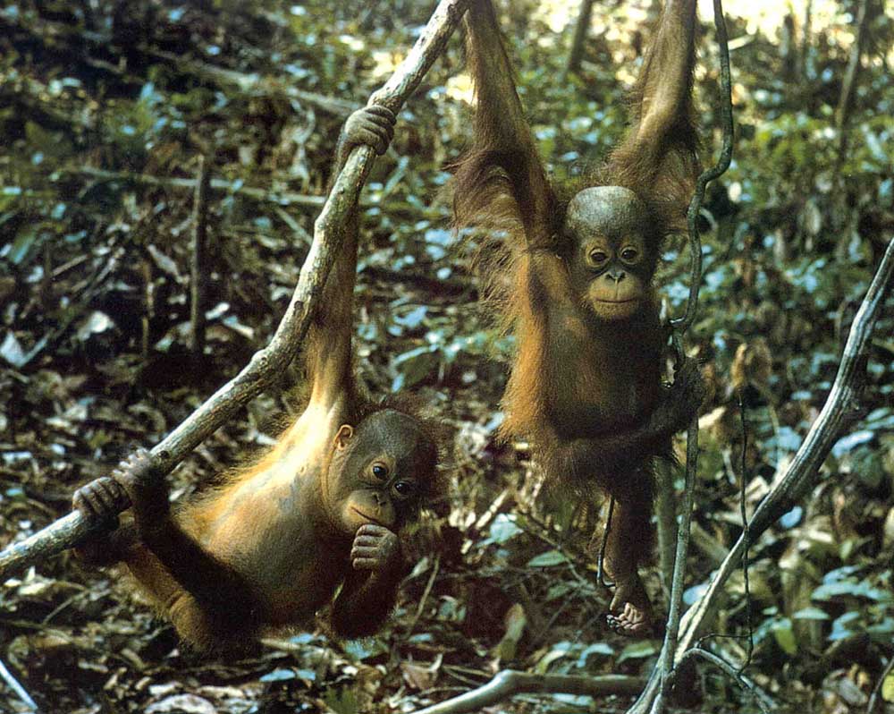photograph of young orang-utans
