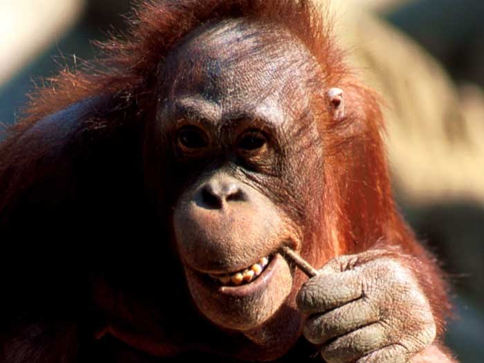 photograph of orang-utan : Pongo pygmaeus