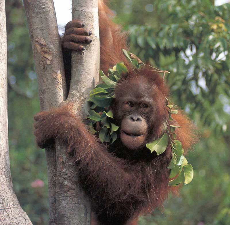 picture of orang-utan in a tree