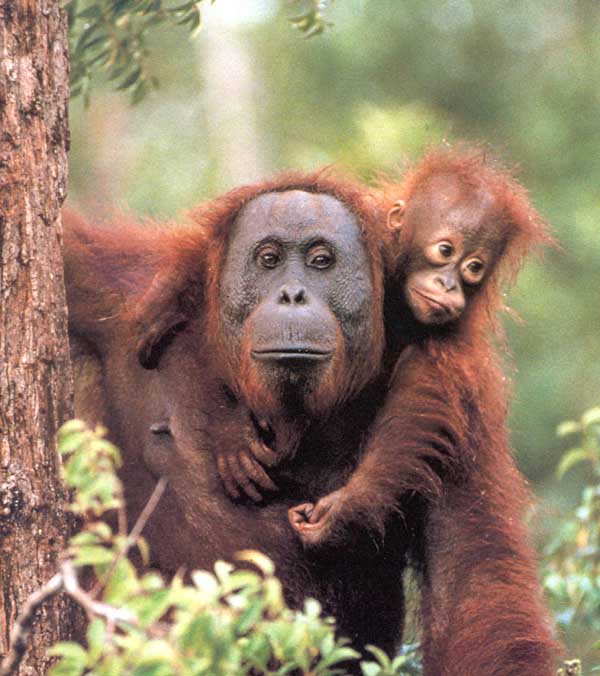 picture of orang-utans