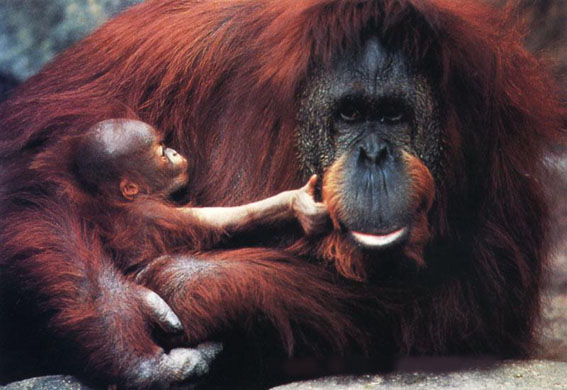 photograph of orang-utan and her baby