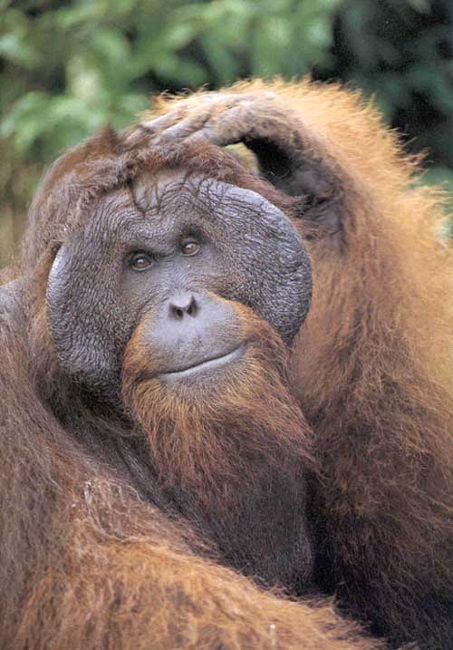 picture of orang-utan scratching head