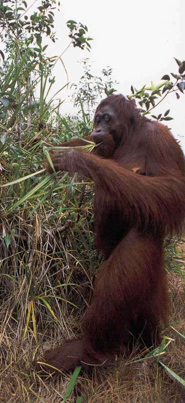 photograph of orang-utan eating shoot