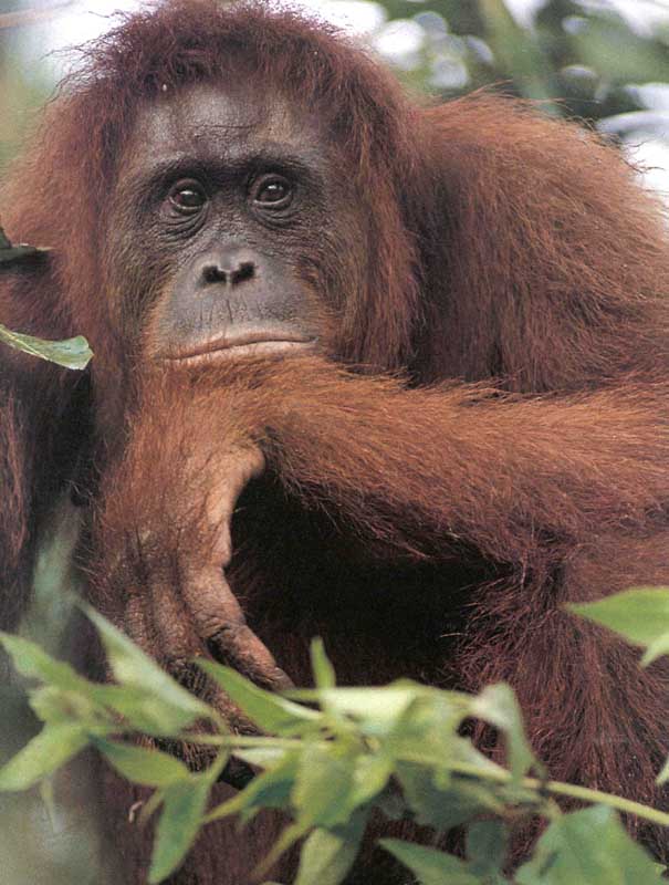 picture of a Sumatran orang-utan