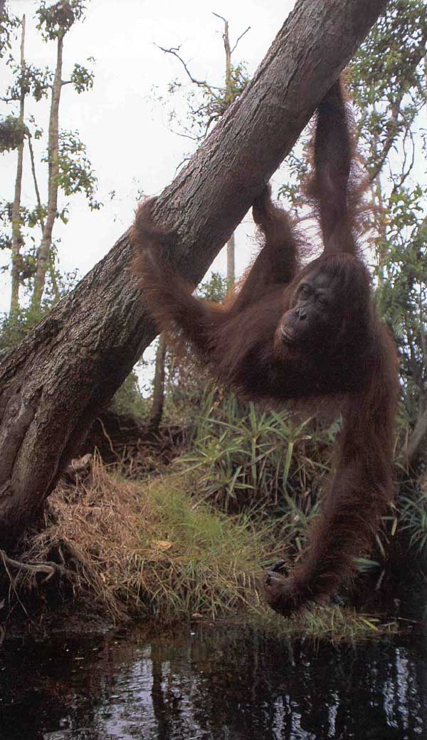 picture of orang-utan hanging off a tree