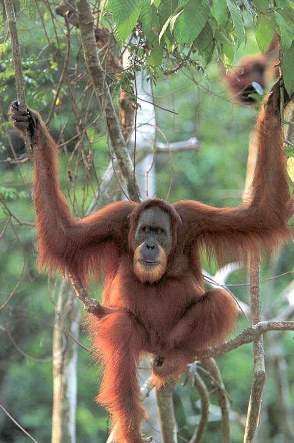 photograph of orang-utan