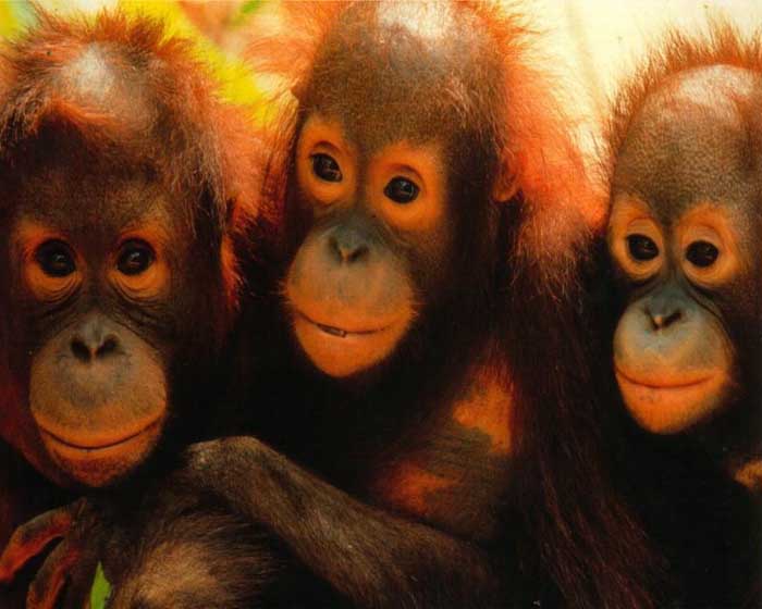 photograph of a three young orang-utans