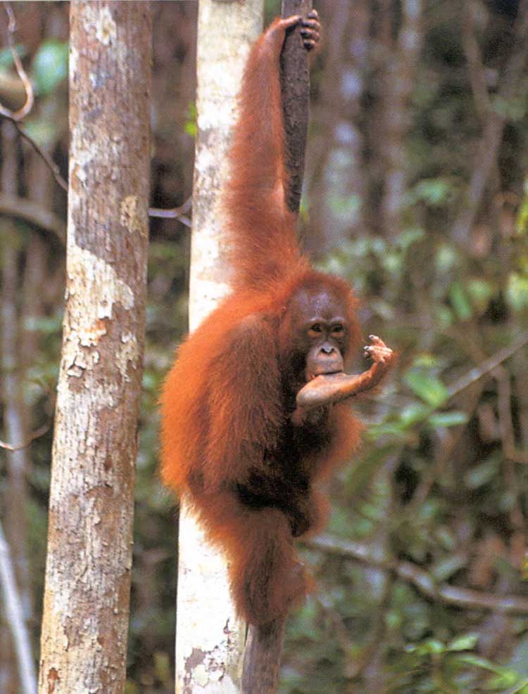 photograph of young orang-utan sucking thumb