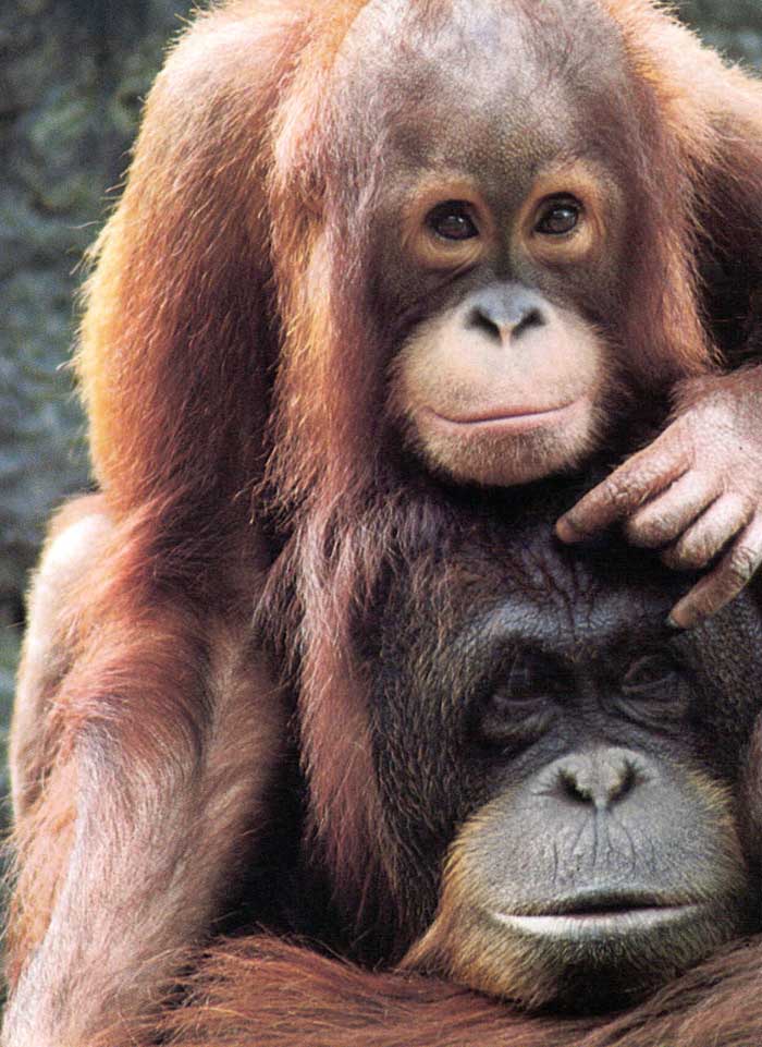 photograph of two orang-utans