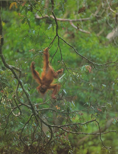 photograph of a baby orang-utan