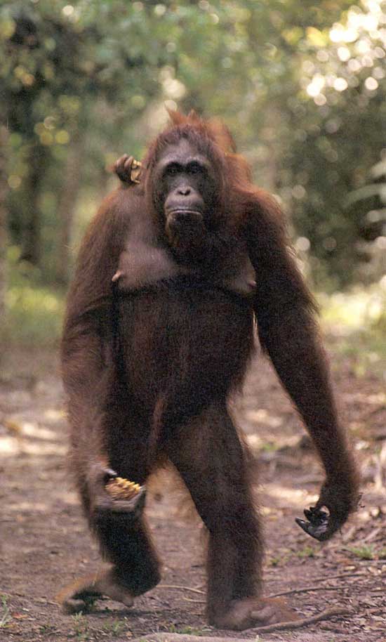picture of female orang-utan going for a stroll