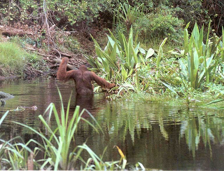 photograph of orang-utan crossing a river