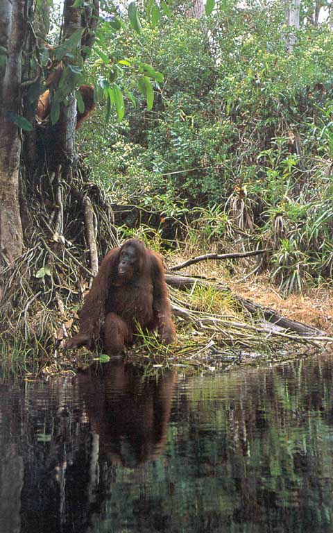 photograph of orang-utan by river
