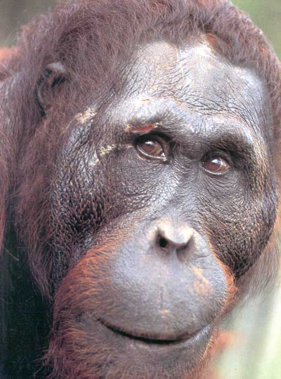 photograph of adult orang-utan