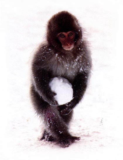 a young macaque who has just made a snowball