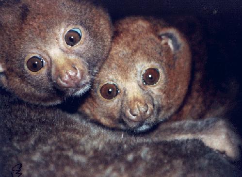 photograph of a pair of pottos : Perodicticus potto