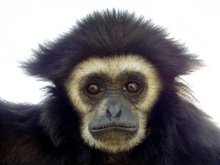 gibbon photo