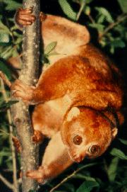 golden potto photo