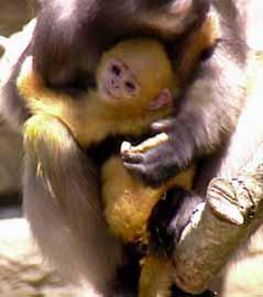 baby langur photo