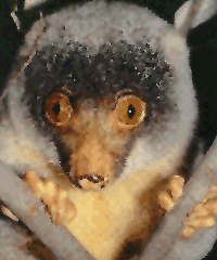 lemur photo