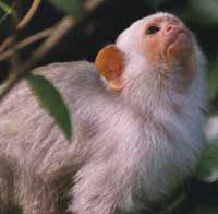 marmoset photo