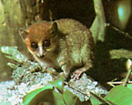 mouse lemur photo